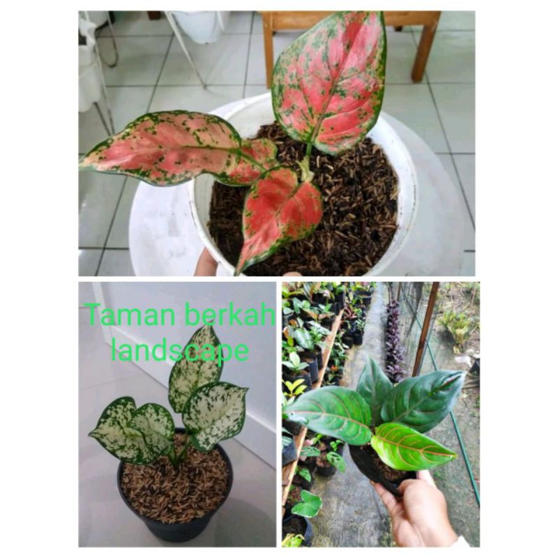 paket 3 anakan aglonema.red anja.dud white.rotundum tiger.