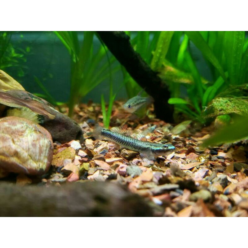 ikan pemakan alga neon blue goby