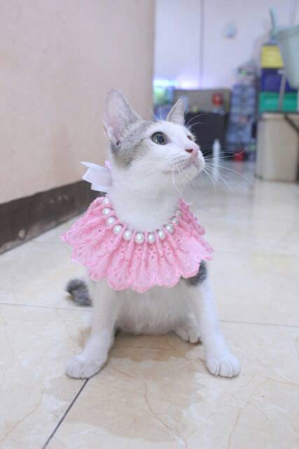 Kalung renda mutiara untuk kucing dan anjing / aksesoris kucing dan anjing murah size kitten adult