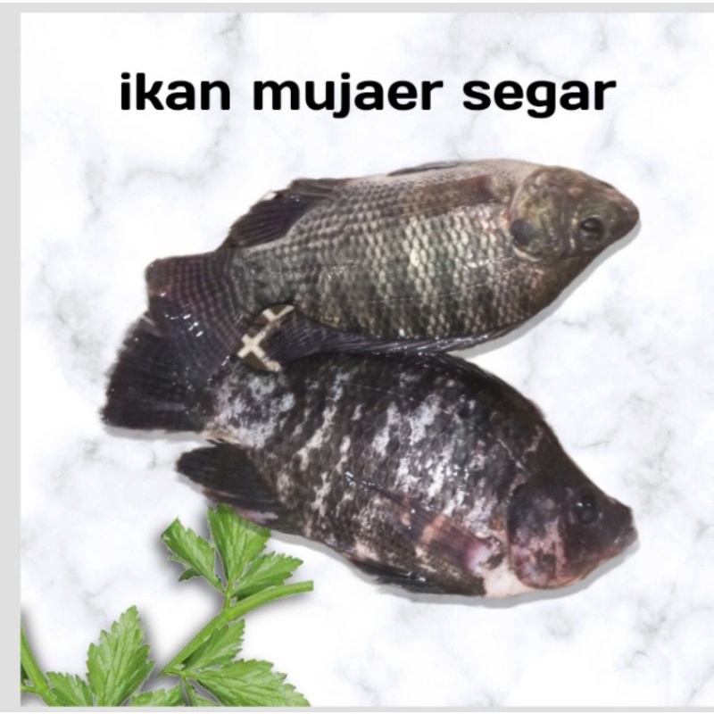 

ikan mujaer segar 1 kg isi 4_5 ekor