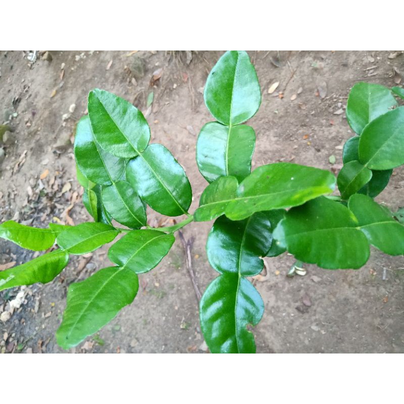 

DAUN JERUK PURUT 1KG
