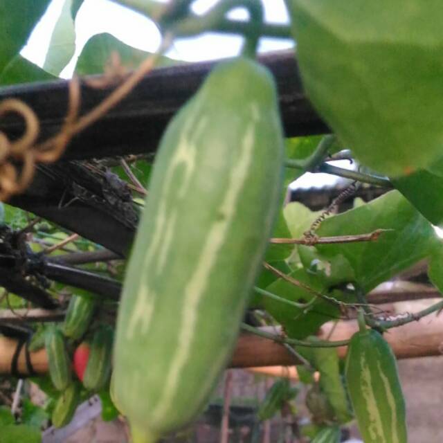 BIBIT Timun Padang -Timun Jepang-Timun Mini
