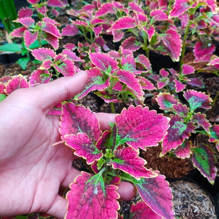 tanaman hias miana merah keriting 01 - miana premium - mix warna