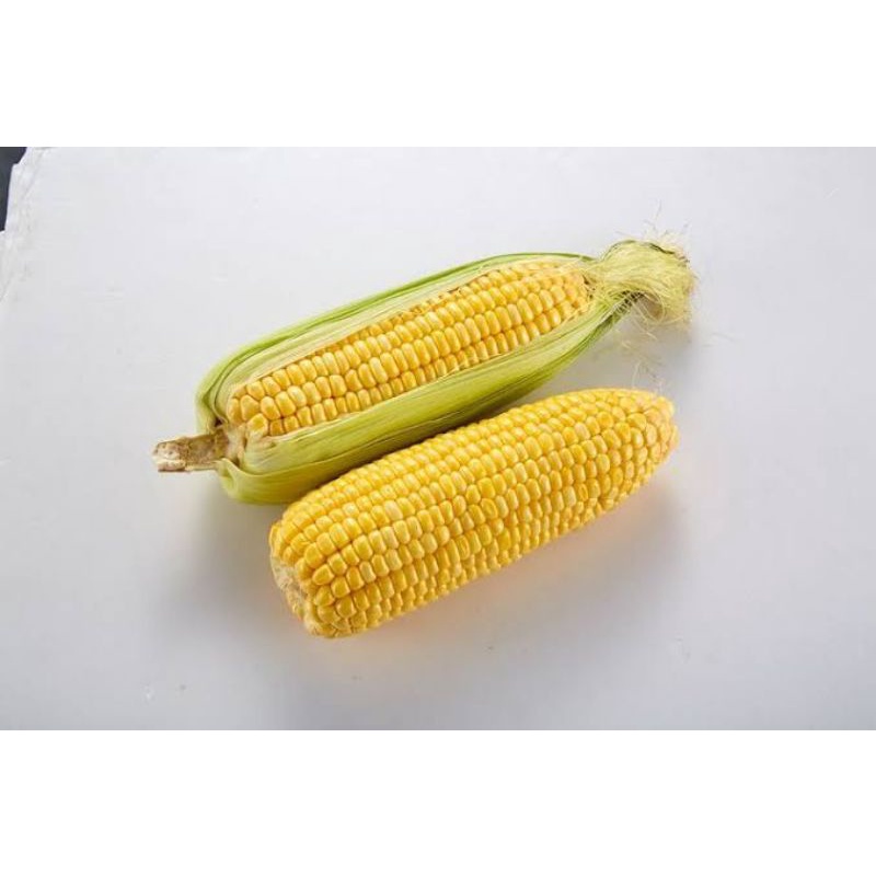 

Jagung manis kulit 2 pcs