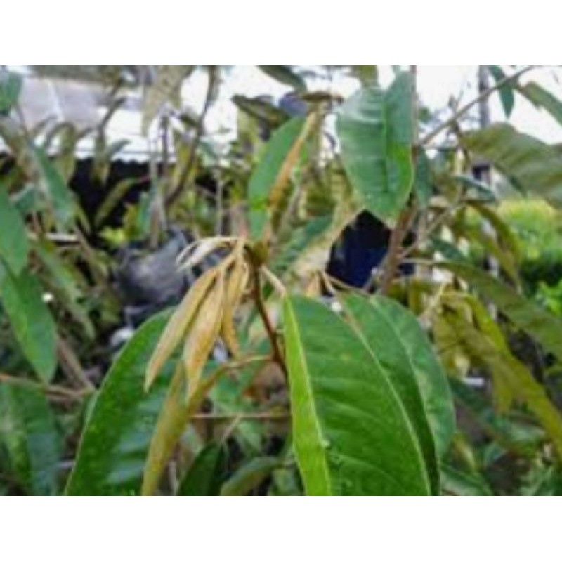 

daun durian 250 gram