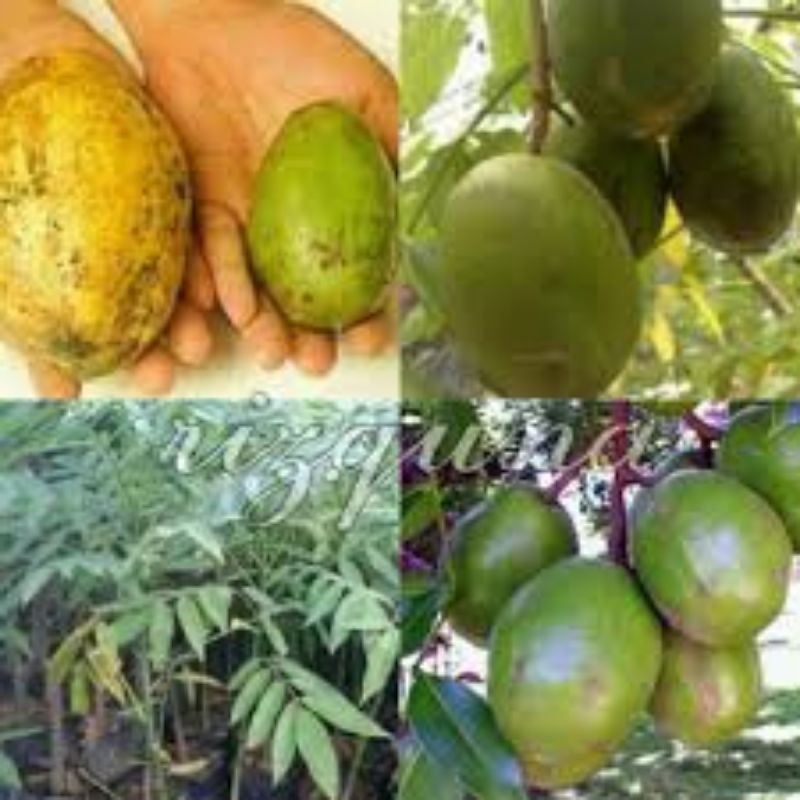 bibit pohon kedongdong/tanaman buah kedongdong