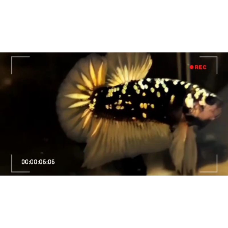 Avatar Kuncop (yellow copper) mewah