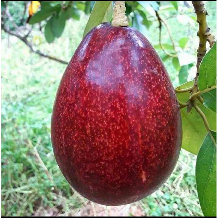 BIBIT BUAH ALPUKAT RED VIETNAM ALPUKAT RED-V