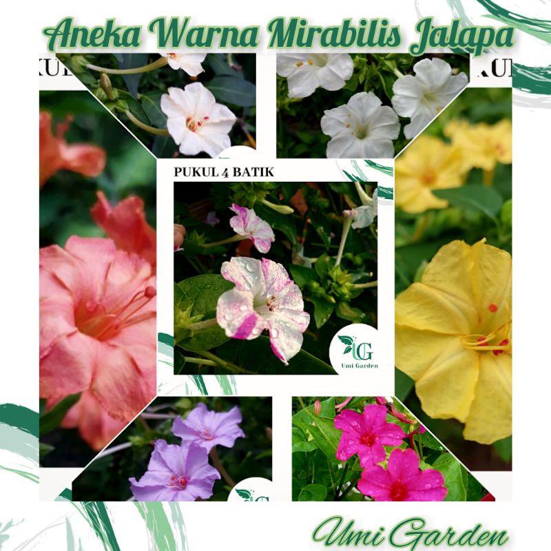 Jual Aneka Warna Bunga Pukul Mirabilis Jalapa Biji Benih Bunga Pukul