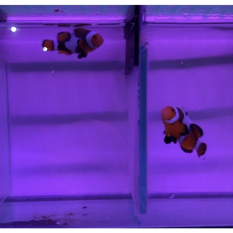 Ikan Hias Air Laut Nemo Hybrid Onyx