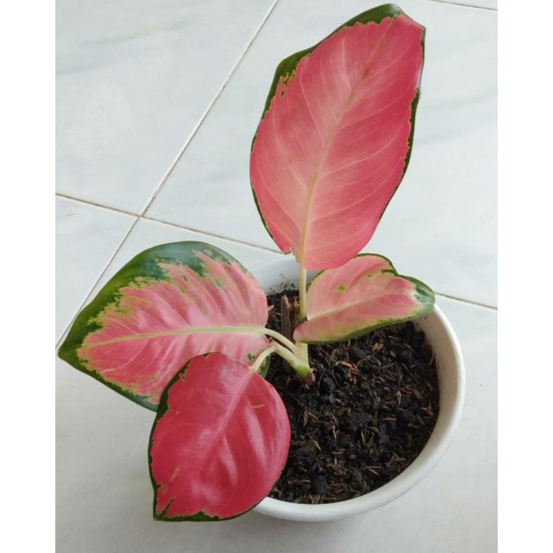 Hiasan Taman Aglonema Red Kochin Tanaman Hias Shopee Indonesia