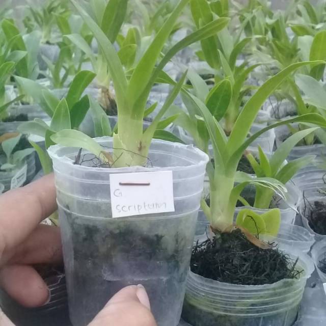 Seedling gramma scriptum