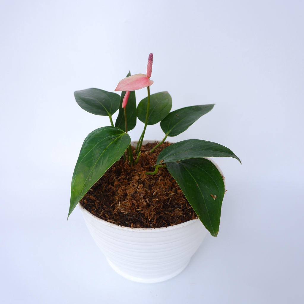 Tanaman Hias Anthurium Mini Pink - Laceleaf