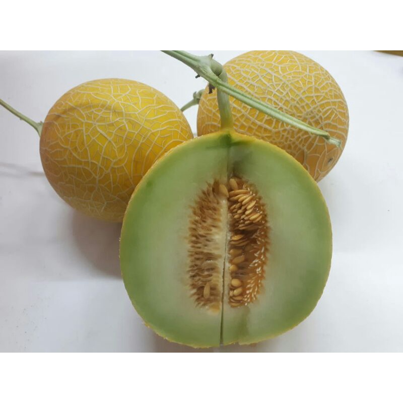

Melon Hidroponik Grenigel