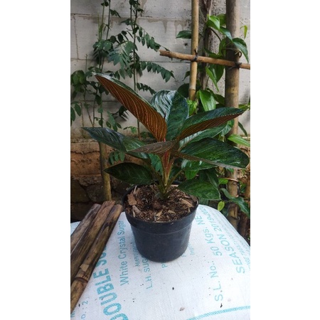 aglonema kresna black