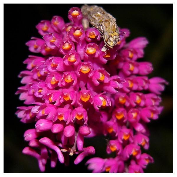 dendrobium Secundum secundum (Anggrek Sikat Gigi)