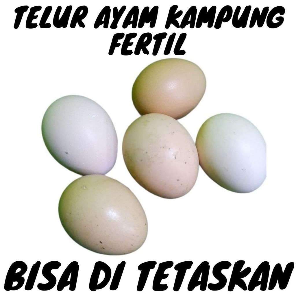 Jual Telur Ayam Kampung Ori Fertil And Konsumsi Shopee Indonesia 3791