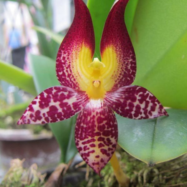 anggrek bulbo bulbophyllum macranthum