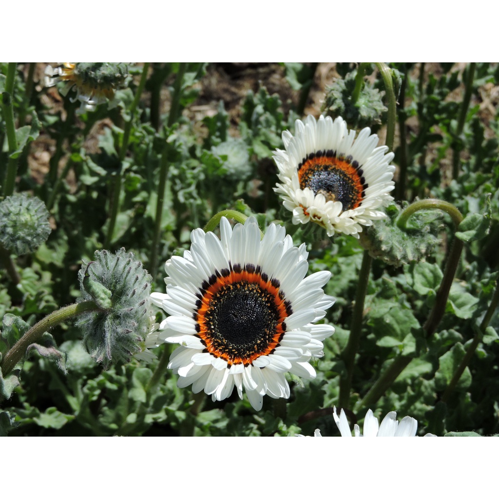 Benih Bibit Biji - Bunga Venidium Cape Daisy Zulu Prince (Arctotis fastuosa) Flower Seeds - IMPORT