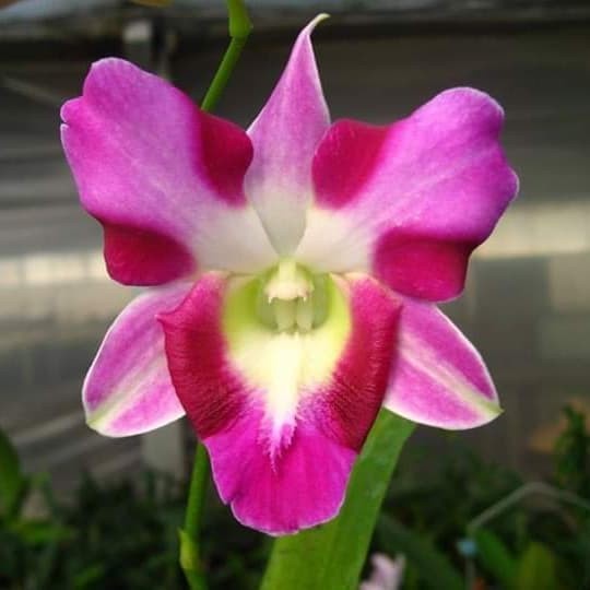 Dendrobium King Dragon Beauty