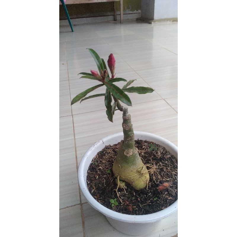 

bibit Kamboja adenium tumouk