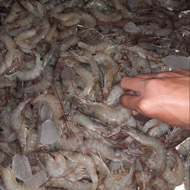 

Udang vaname