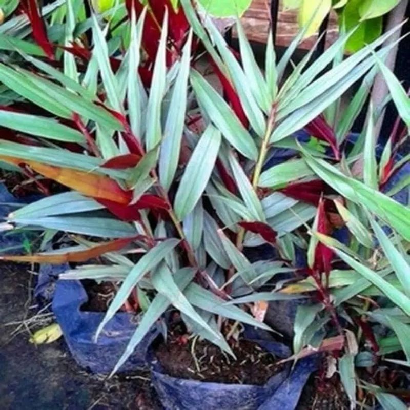 Bibit Jahe Merah | Jahe Merah | Tanaman Jahe Merah