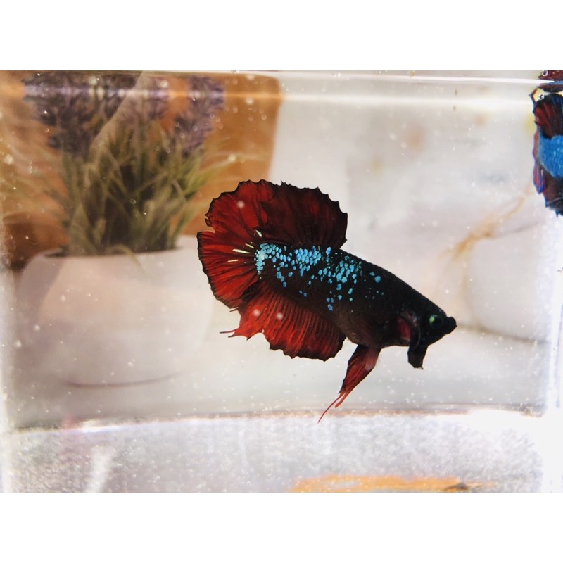 ikan cupang avatar