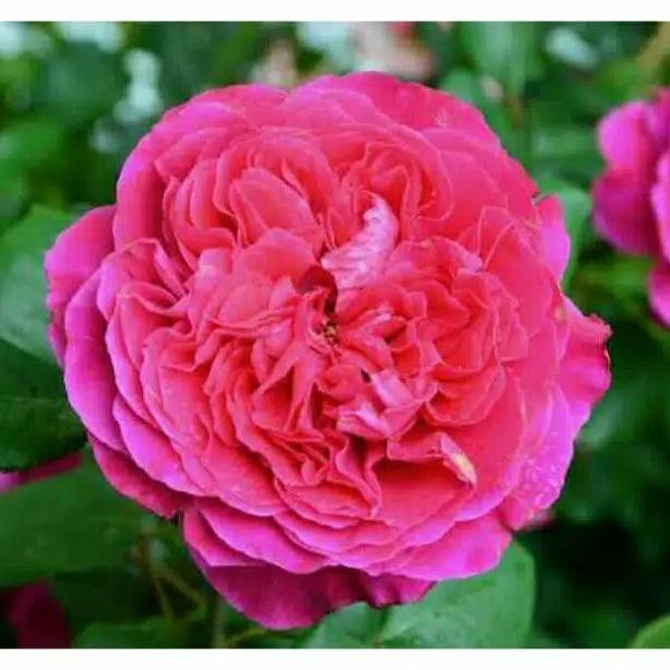 bibit bunga mawar import wangi