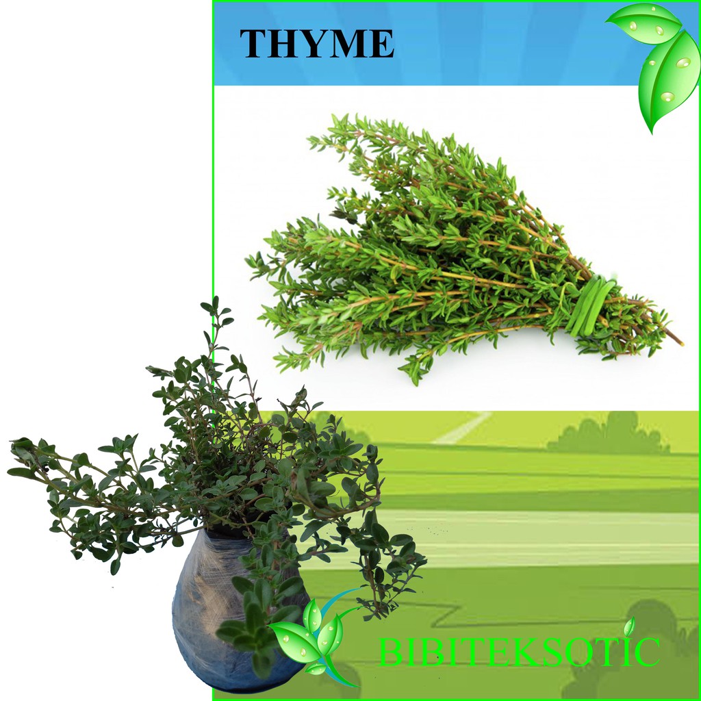 Tanaman Herbal Thyme Shopee Indonesia