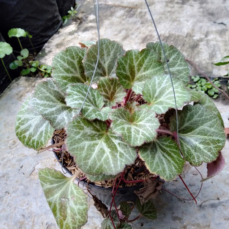Tanaman Gantung Begonia | Begonia Strawberry | Begonia Vilea | Begonia Saxyfraga Stolonifera