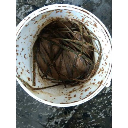 ✯ Pakan makanan burung walet KIS ukuran 500gram dari benih lalat buah ➾