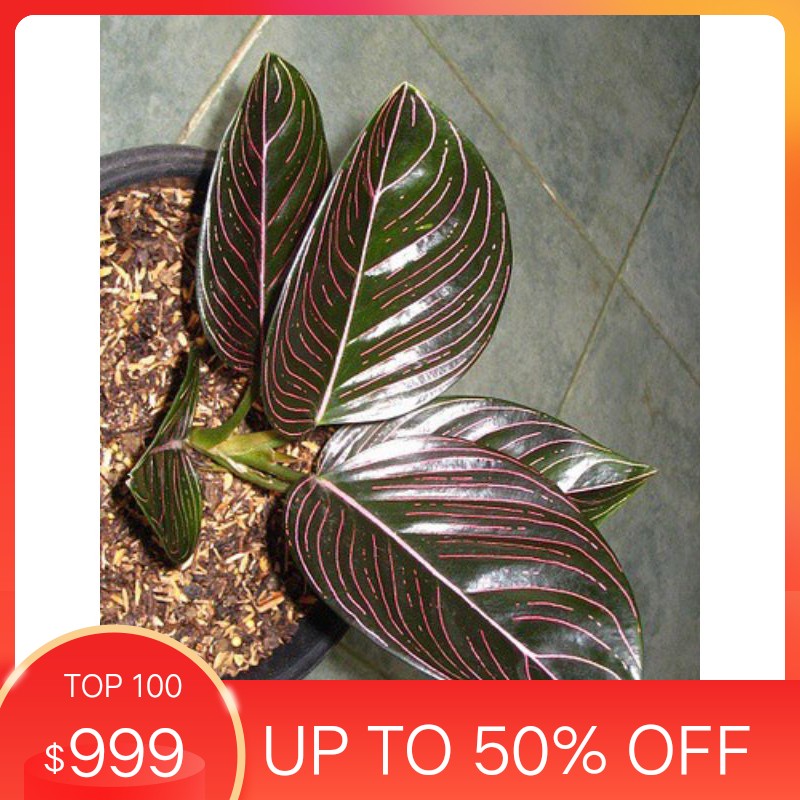 Aglonema rotundum aceh - tanaman hias aglonema rotundum aceh