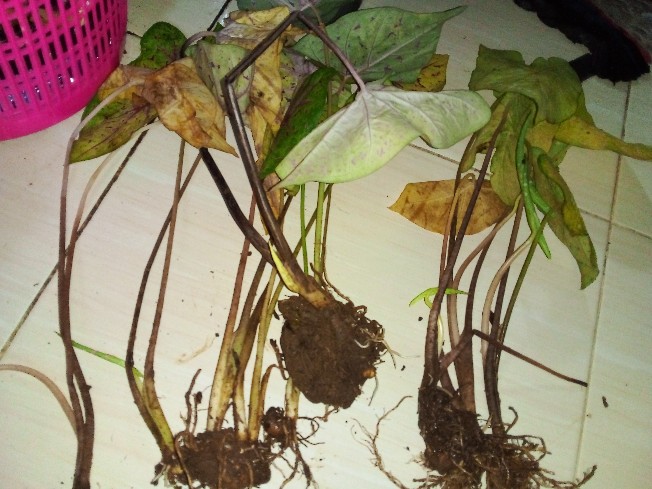 Keladi Kantong Semar Tanaman Hias