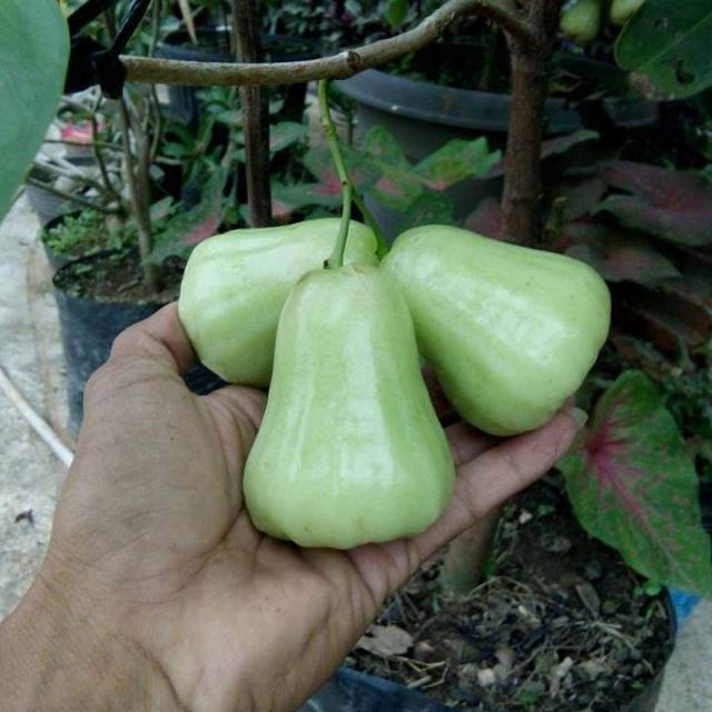 Bibit jambu air madu deli hijau