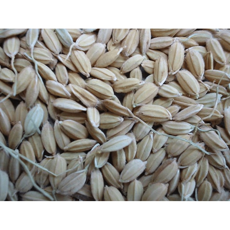 GABAH BANGKOK MERAH REPACK 500gram