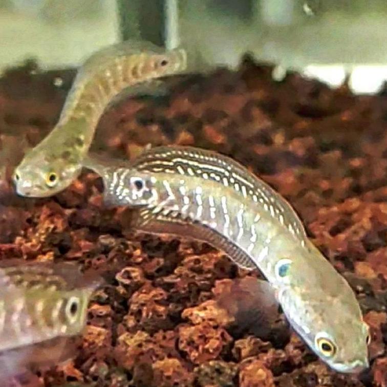 7.7 sale Ikan channa Asiatica white spot 10-15 cm murah