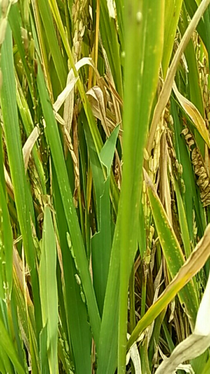 Hem Batik/ Baju Batik/hem Pria Murah