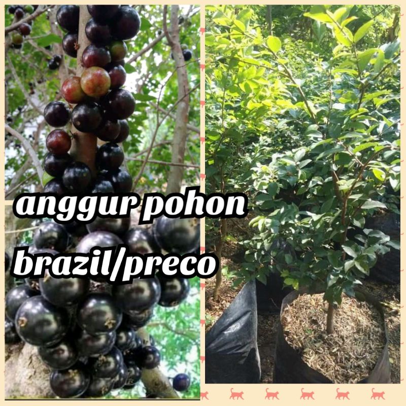bibit anggur pohon jenis preco murah