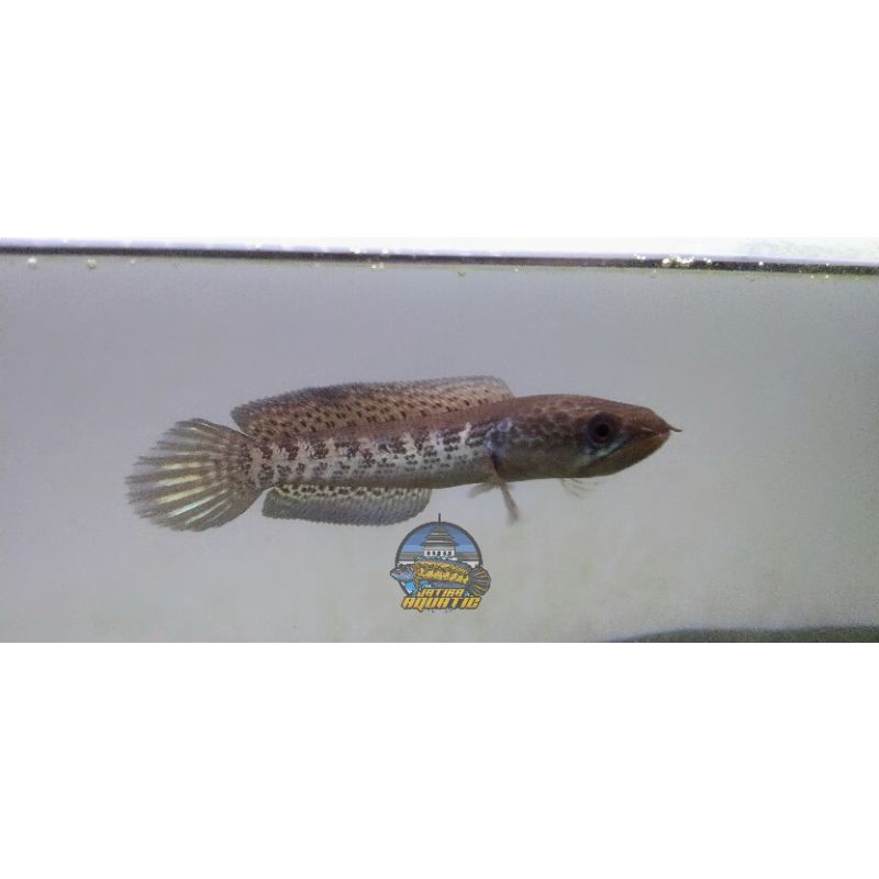 Channa Auranti 12cm