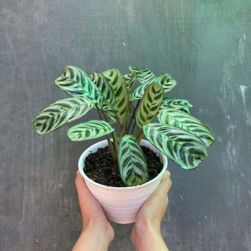 Calathea Burle Marx Ekor  Merak  Shopee Indonesia