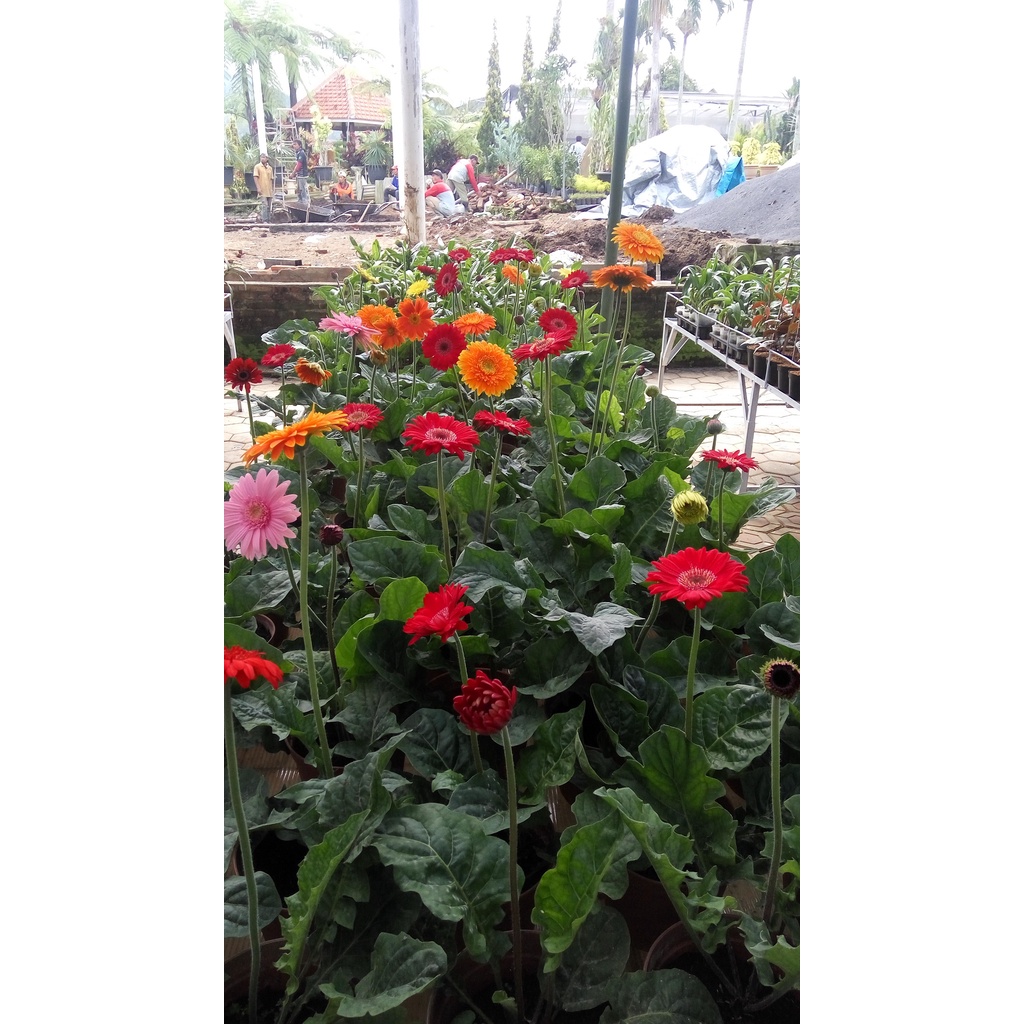 Tanaman Hias Bunga Gerbera - Herbras - Barberton Daisy