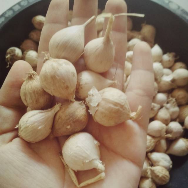 

Bawang putih tunggal lokal 500gram(bukan import)