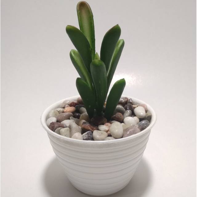 kaktus imitasi/ tanaman artificial/ kaktus mini/ kaktus latex/ Bunga artificial