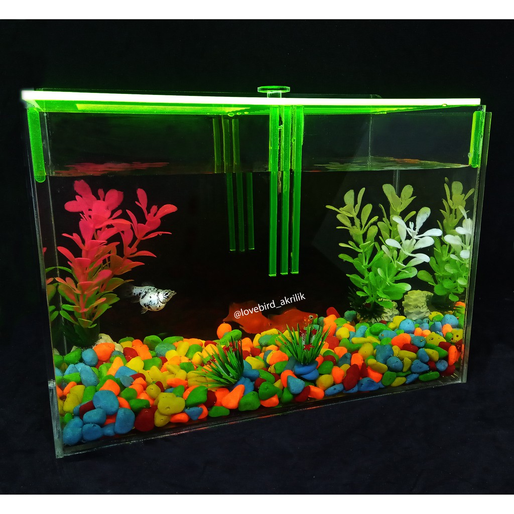 Aquarium Akrilik Aquarium Acrylic Aquarium Ikan Cupang Mini Aquarium Aquarium Mini Aquarium Shopee Indonesia