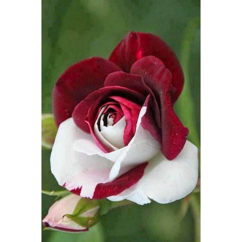 Biji Bunga Mawar Red White Import - Bibit Tanaman Bunga Mawar Red White -Bunga Mawar Merah Putih-COD