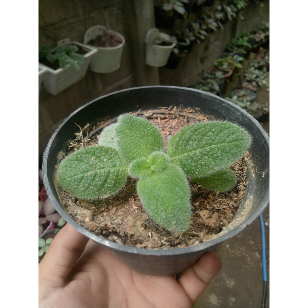 Tanaman Hias/Tanaman Gantung/Episcia Blue Heaven bunga ungu