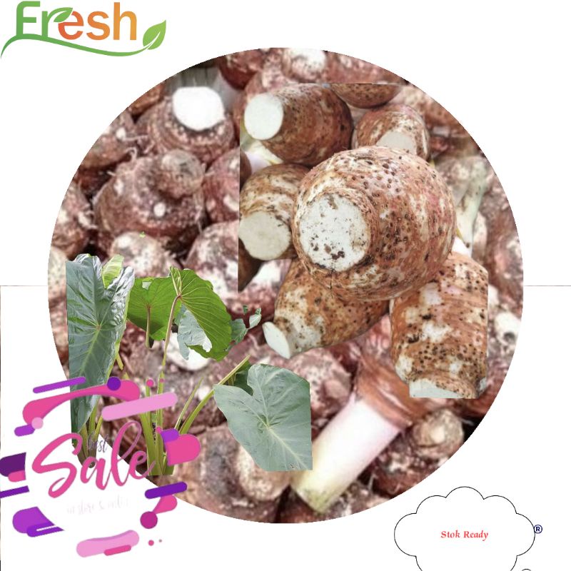 

Umbi Talas Bogor-Talas Pulen Kupas Manis Kenyal Organik Food sudah izin PIRT