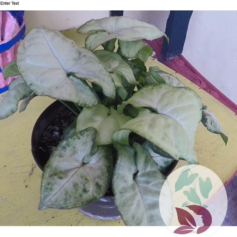 Syngonium Putih / White Milk Syngonium