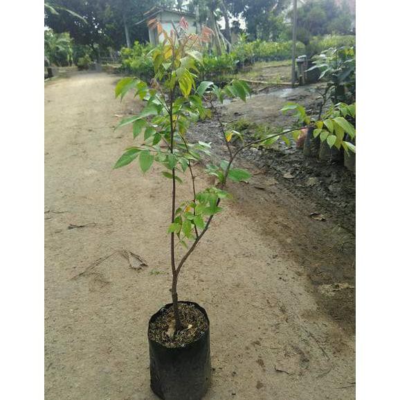 Bibit Belimbing Bangkok